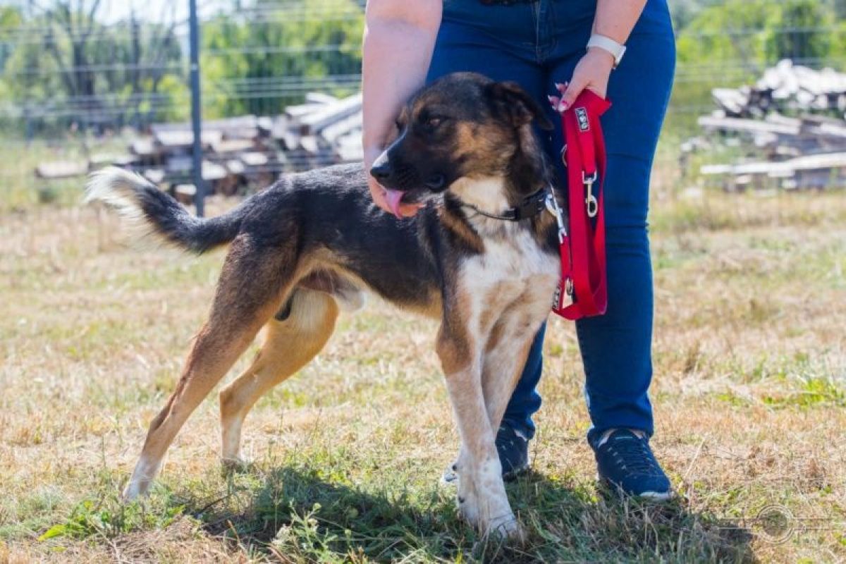 zeus - Chien à adopter - photo 4