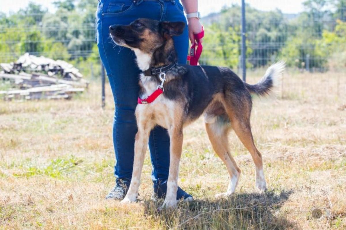 zeus - Chien à adopter - photo 3
