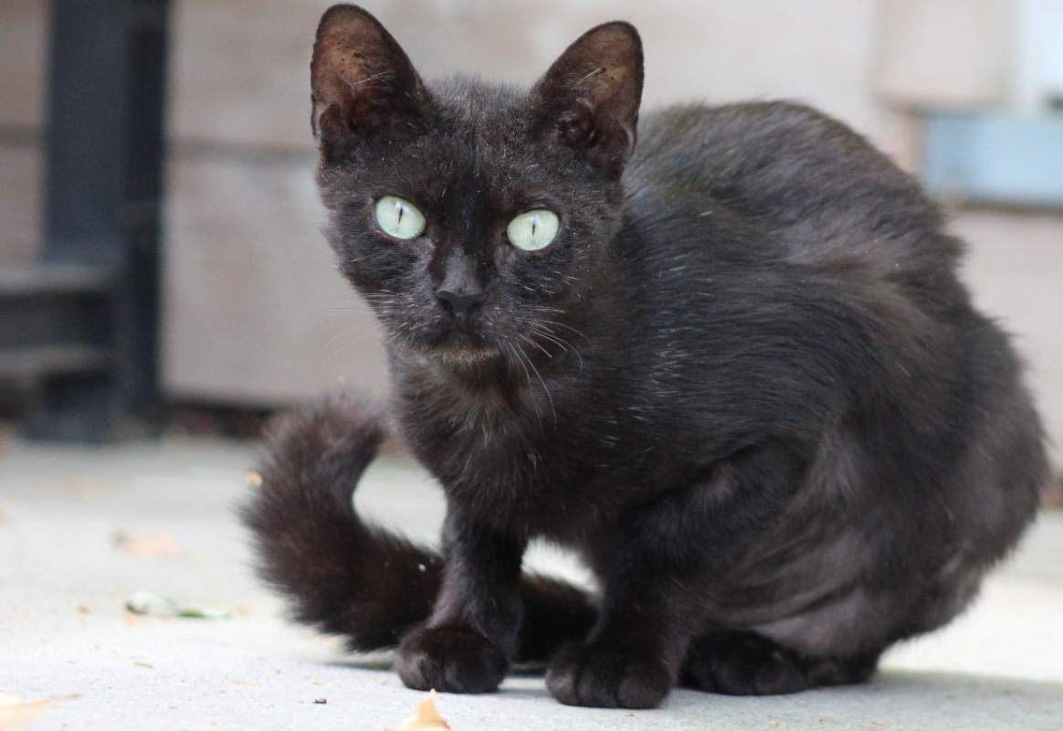 Photo #1 de Persephone