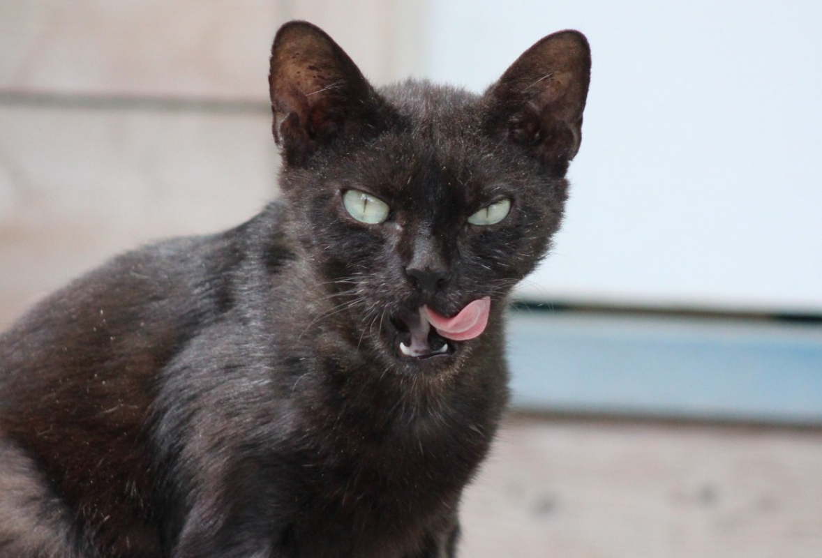 Photo #2 de Persephone