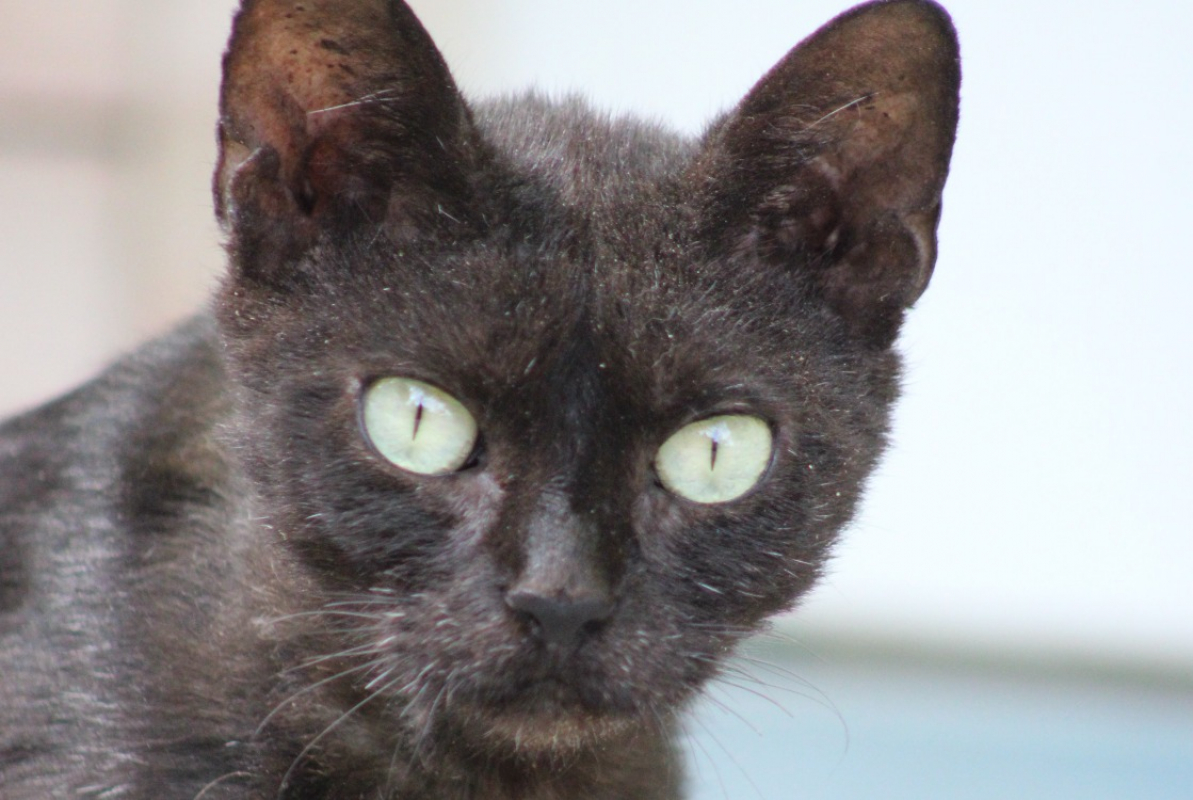 Photo #3 de Persephone