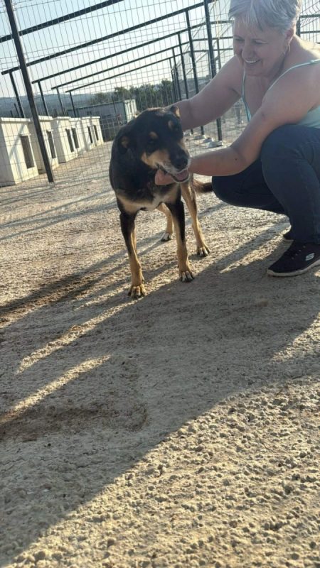CRISSY - Chien à adopter - photo 5