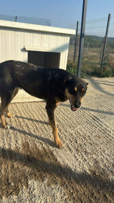 CRISSY - Chien à adopter - photo 2