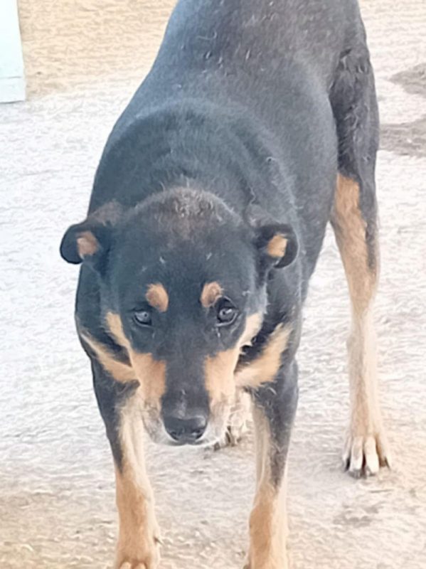 CRISSY - Chien à adopter - photo 3