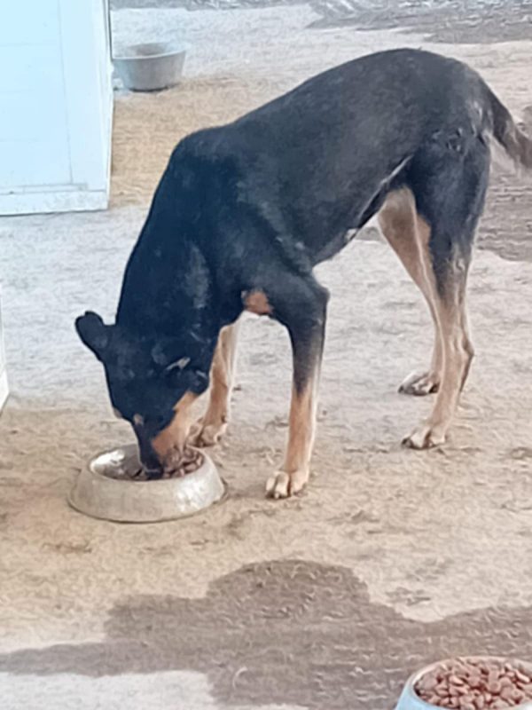 CRISSY - Chien à adopter - photo 4