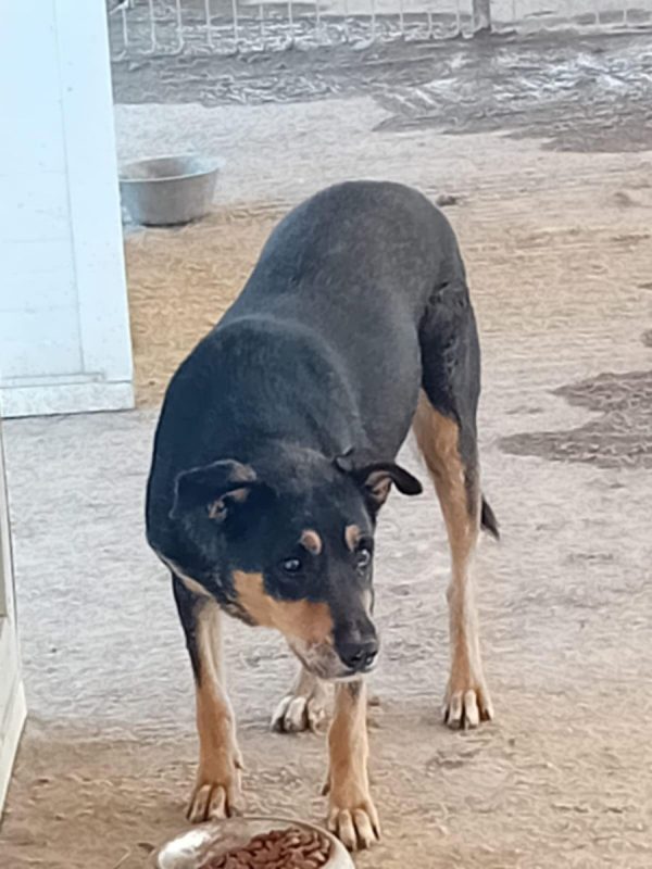 CRISSY - Chien à adopter