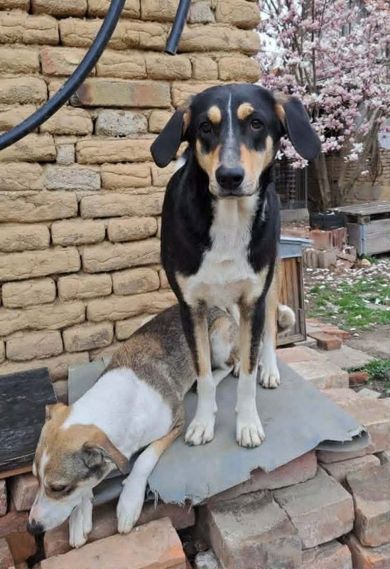 rania et fredi - Chien à adopter - photo 2