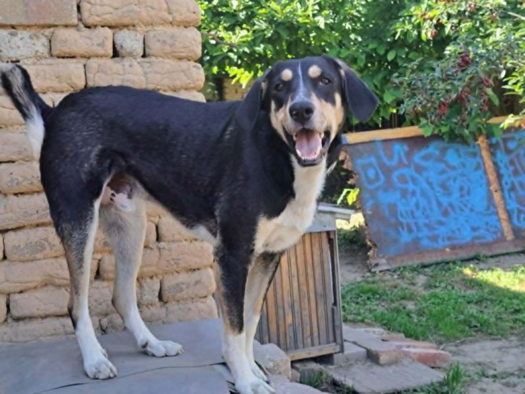 rania et fredi - Chien à adopter