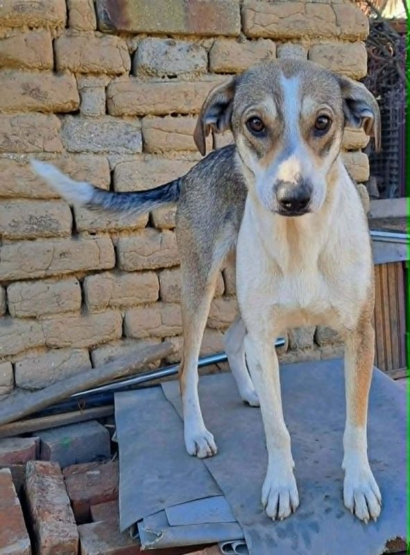 rania et fredi - Chien à adopter - photo 4