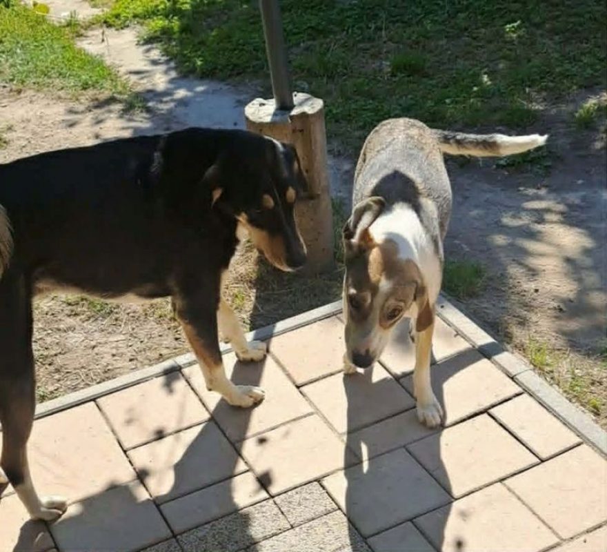 rania et fredi - Chien à adopter - photo 3