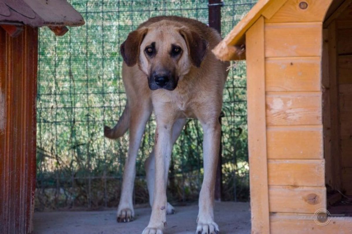 ANNA - Chien à adopter - photo 6