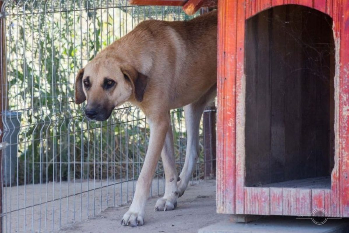 ANNA - Chien à adopter