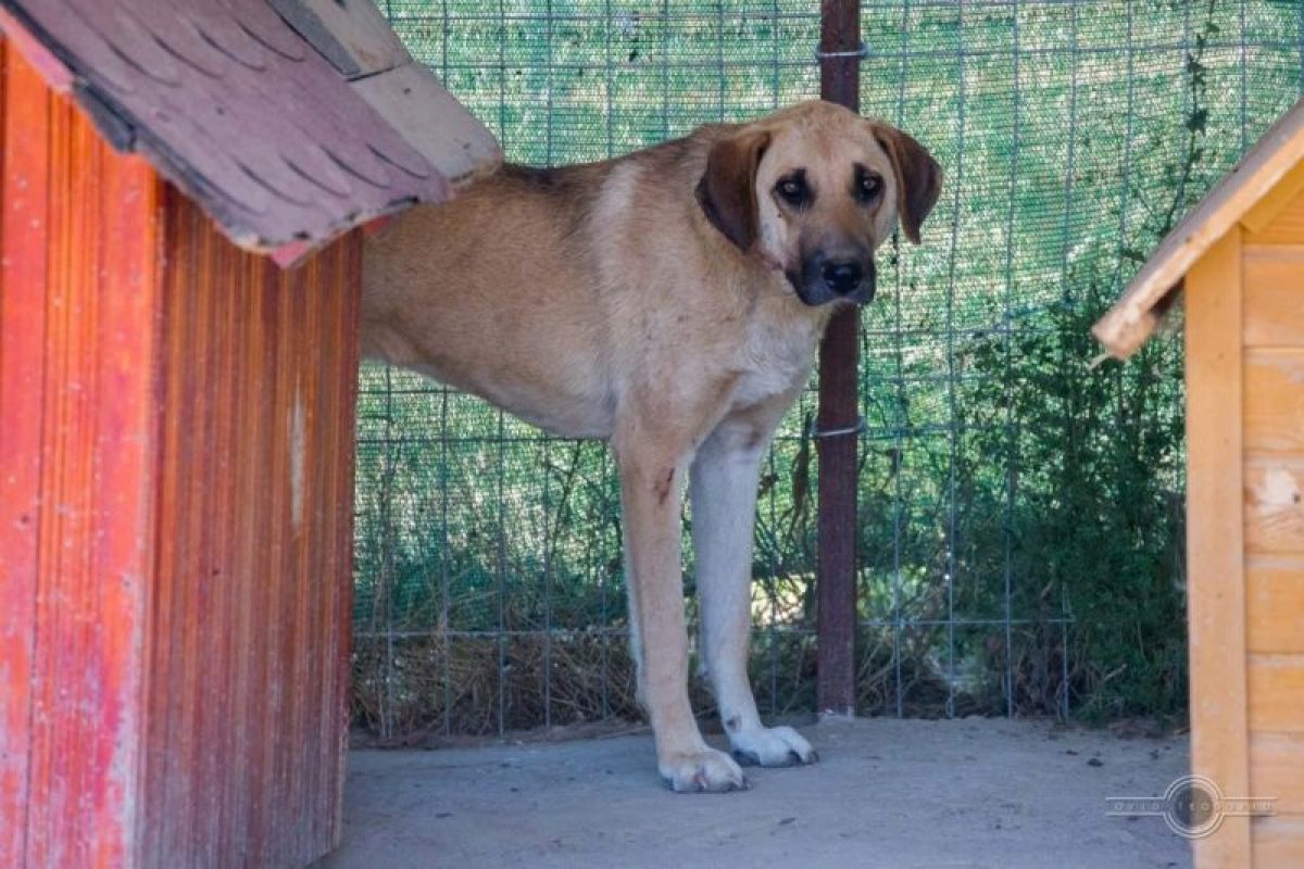 ANNA - Chien à adopter - photo 4