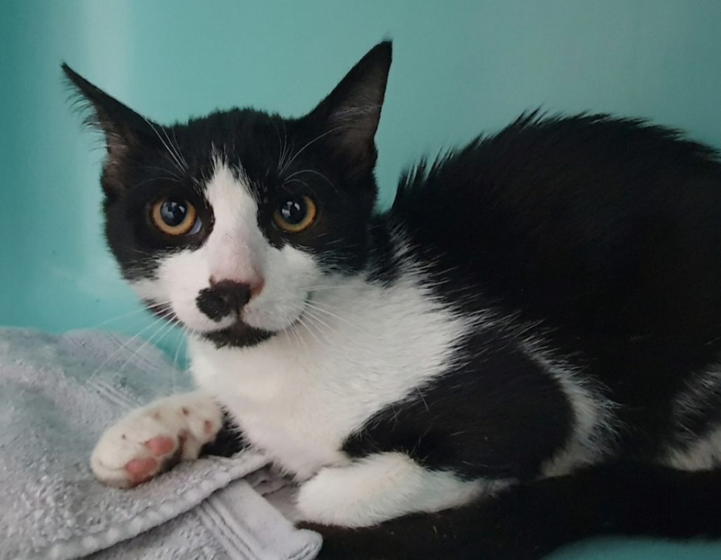 Champagne - Chat Européen à adopter