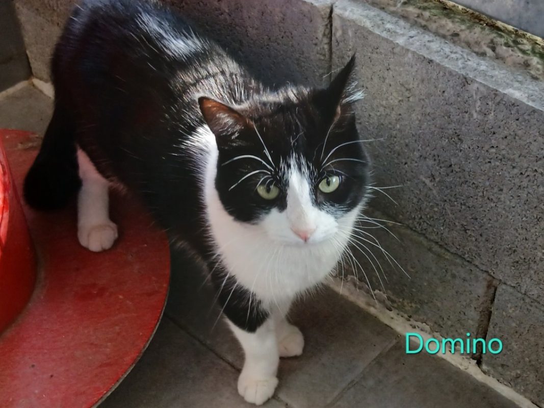 Domino - Chat Européen à adopter