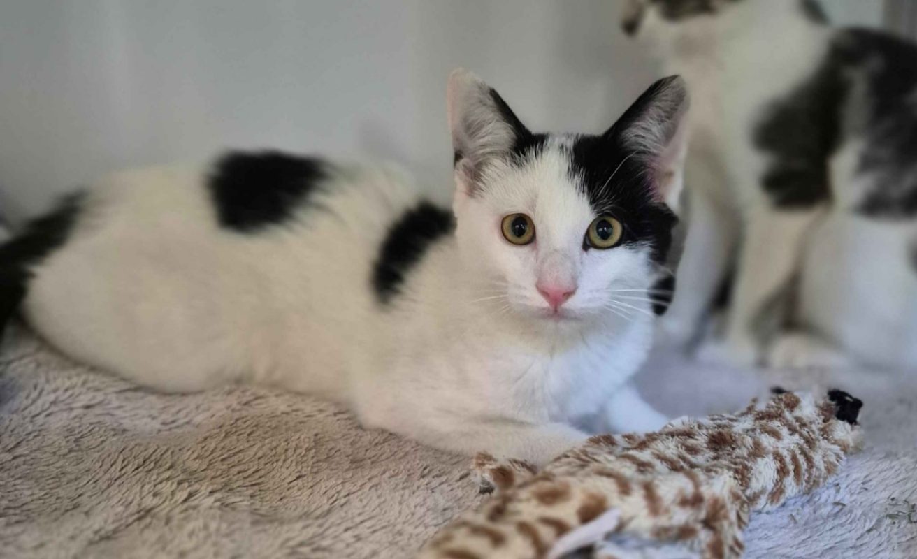 Fred - Chat Européen à adopter