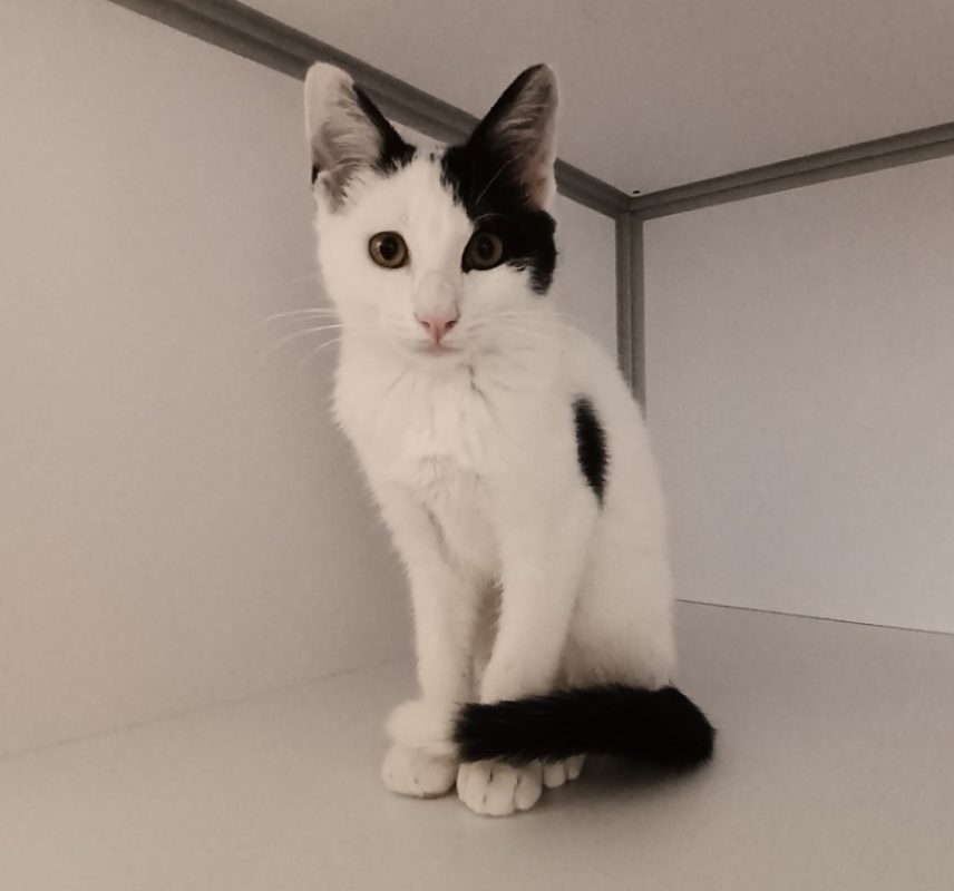 Fred - Chat Européen à adopter - photo 2