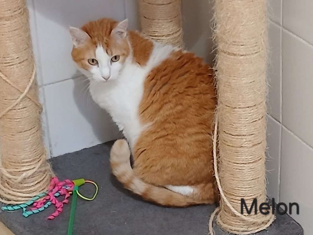 Melon - Chat Européen à adopter