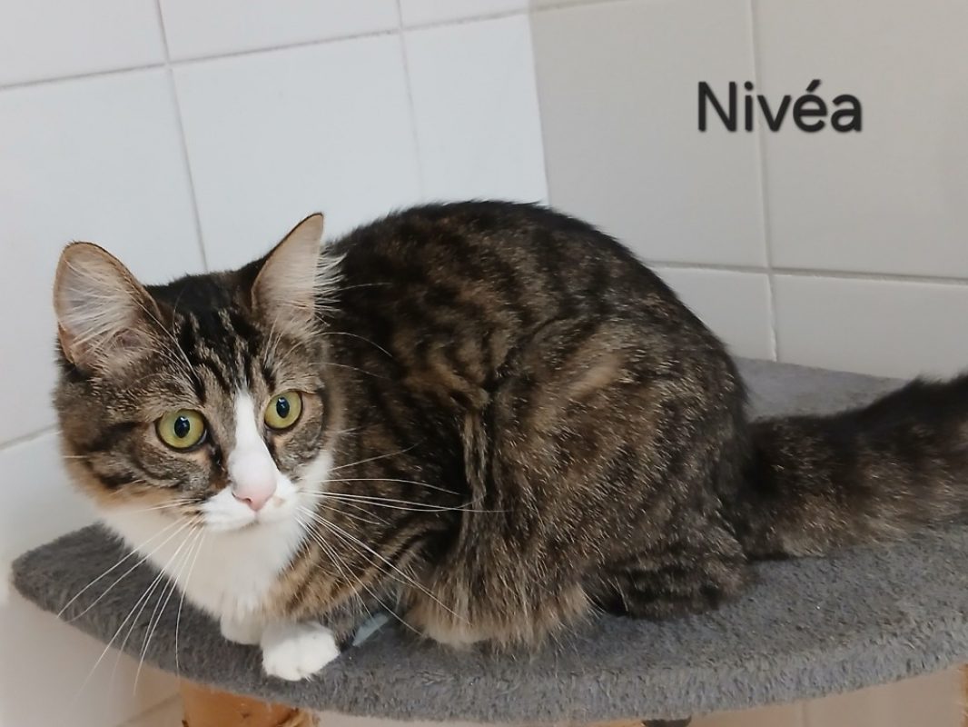 Nivea - Chat Européen à adopter