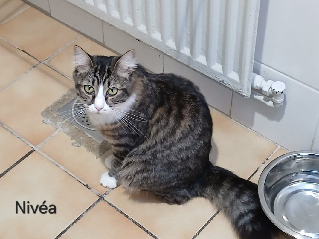 Nivea - Chat Européen à adopter - photo 2