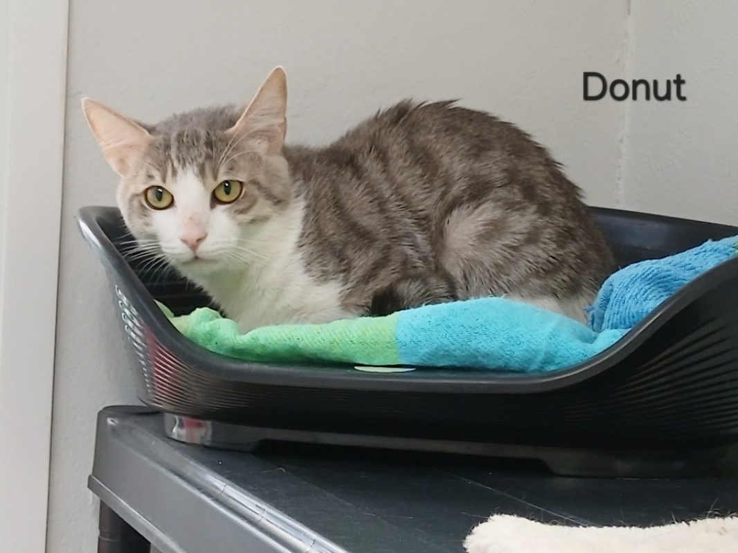 Donut - Chat Européen à adopter