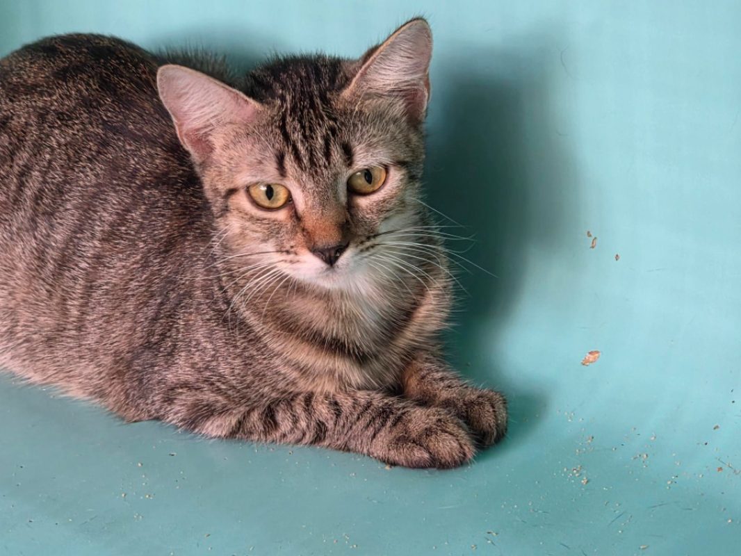 Sophia - Chat Européen à adopter
