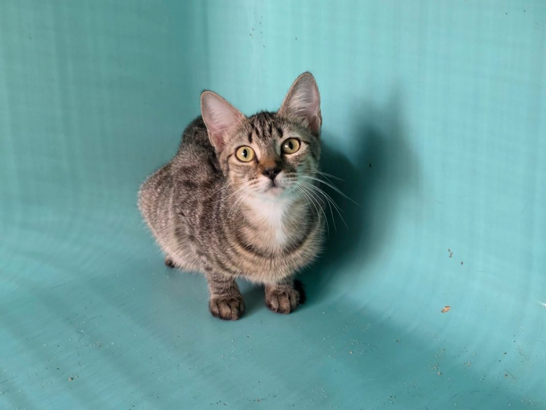 Sophia - Chat Européen à adopter - photo 2