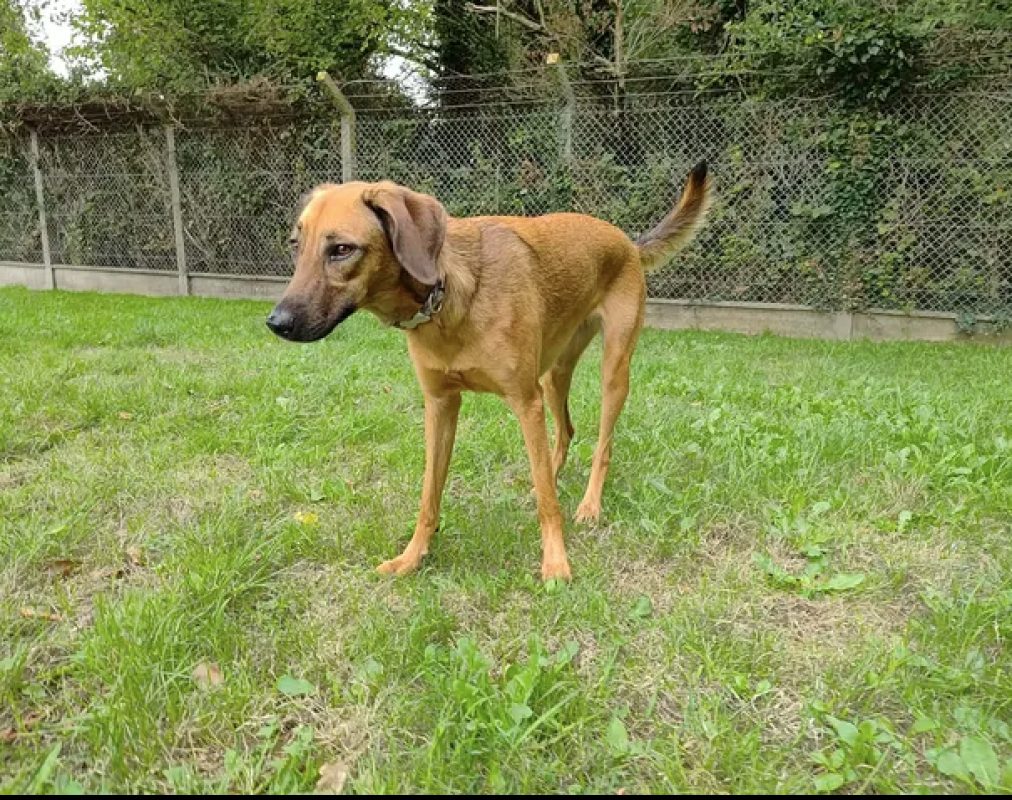 Simba - Chien à adopter - photo 2