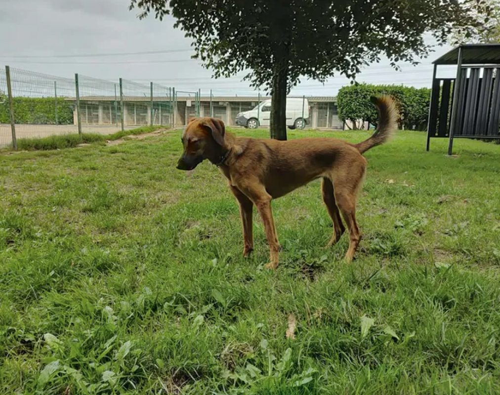Simba - Chien à adopter - photo 4