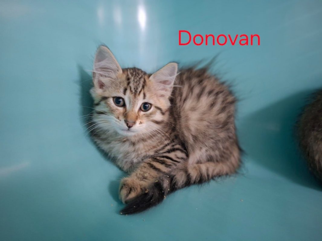 Donovan - Chat Européen à adopter