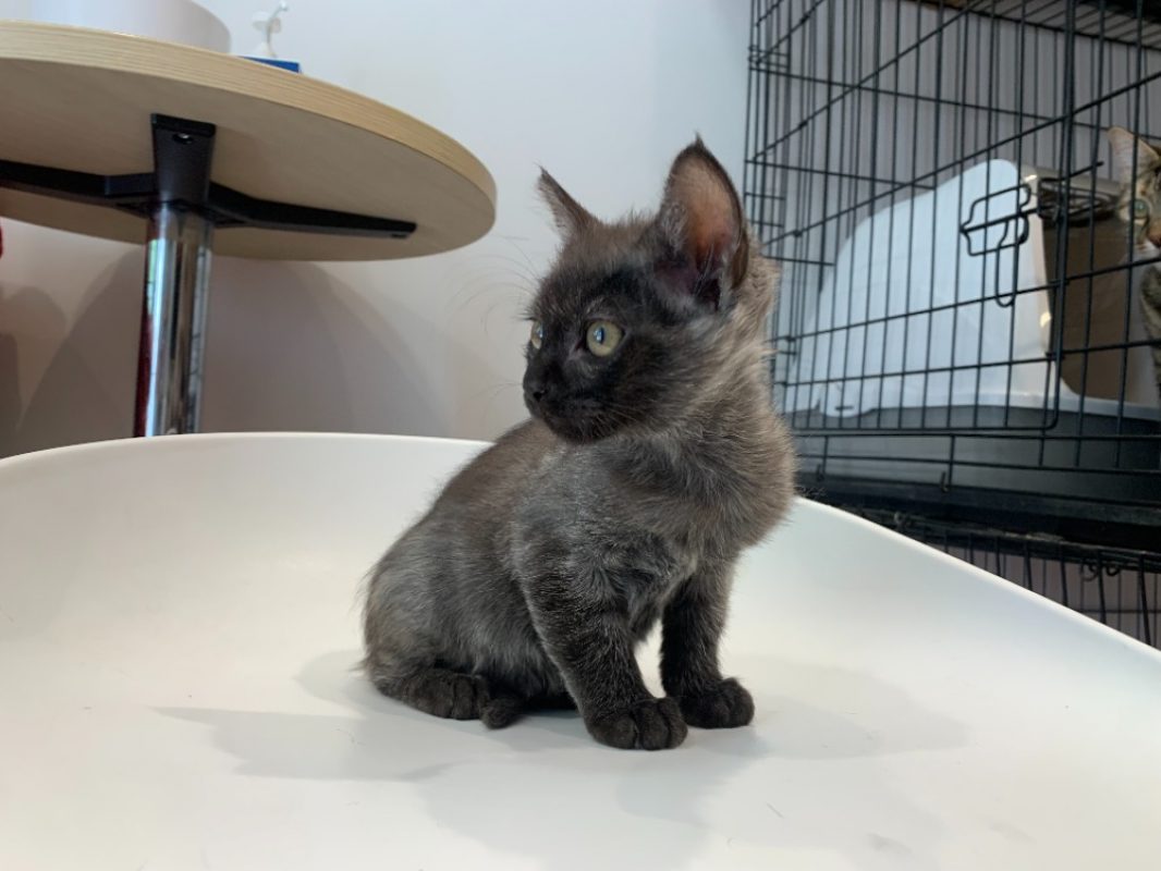 Velours - Chat Européen à adopter
