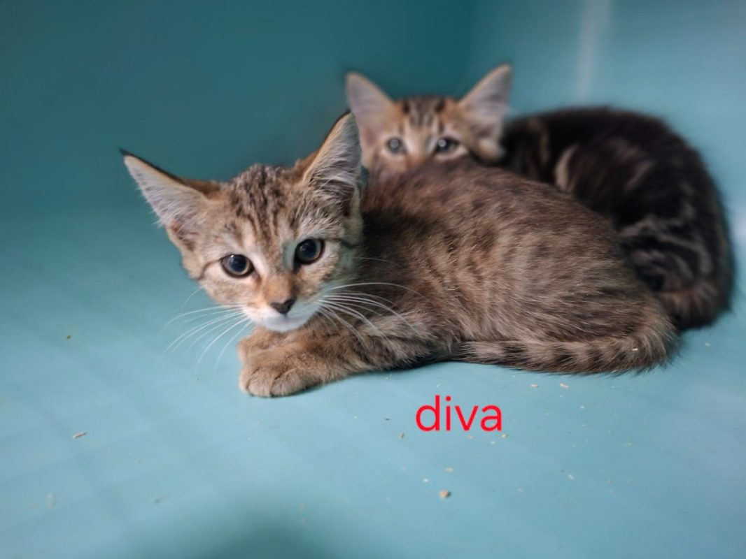 Diva - Chat Européen à adopter