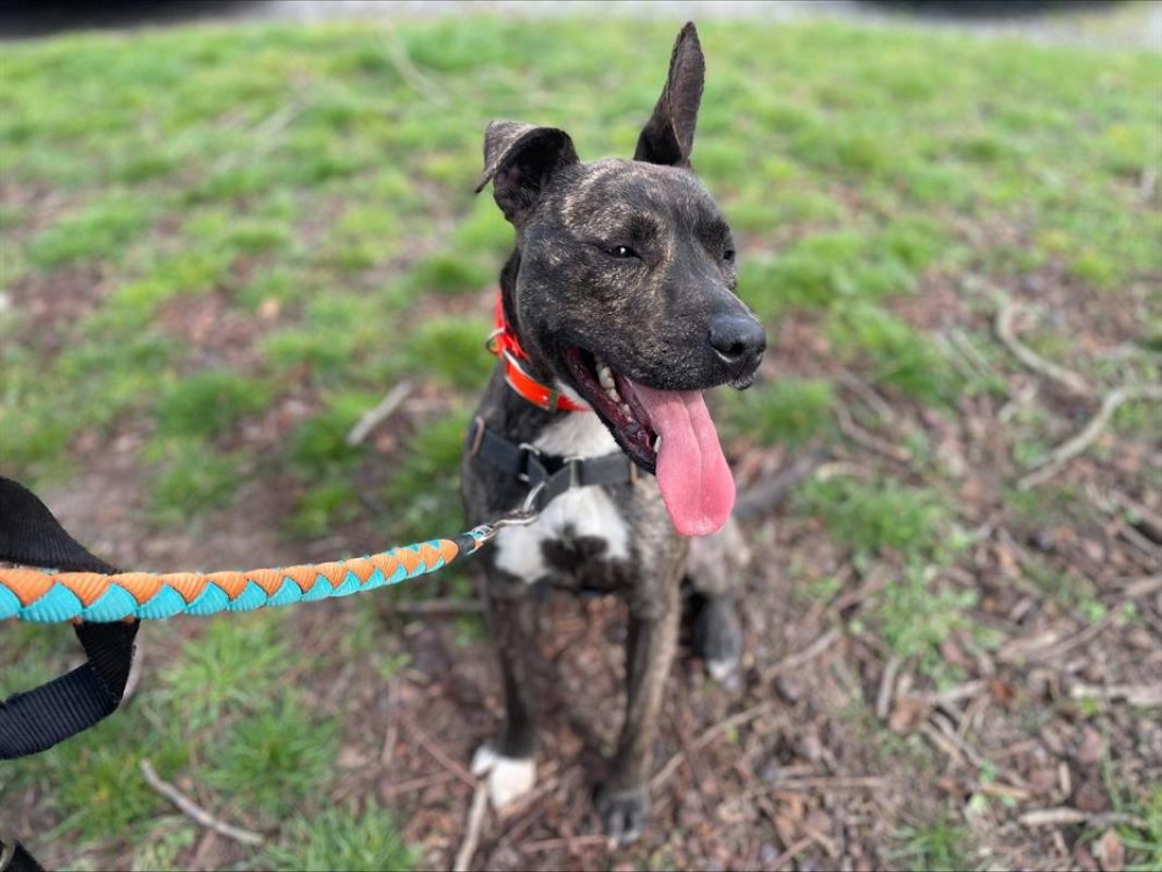Daisy - Chien à adopter