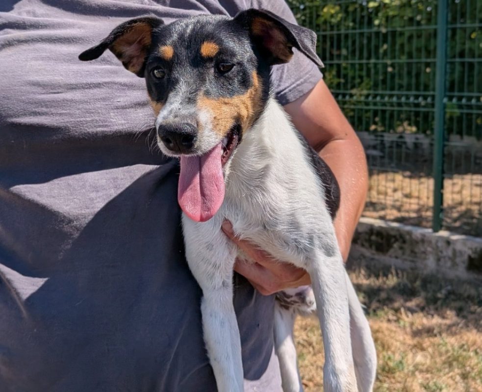 Zorro - Chien à adopter