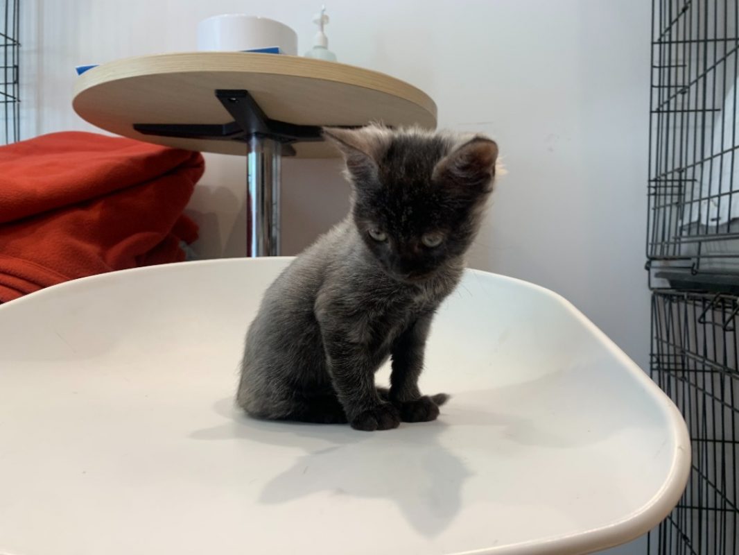 Perle - Chat Européen à adopter