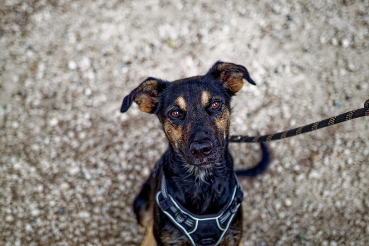 Ella - Chien à adopter