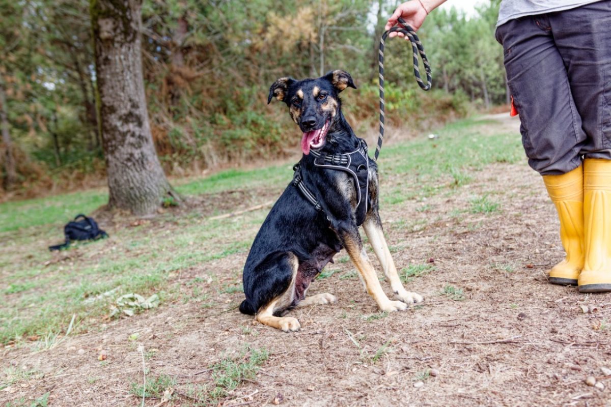 Ella - Chien à adopter - photo 2