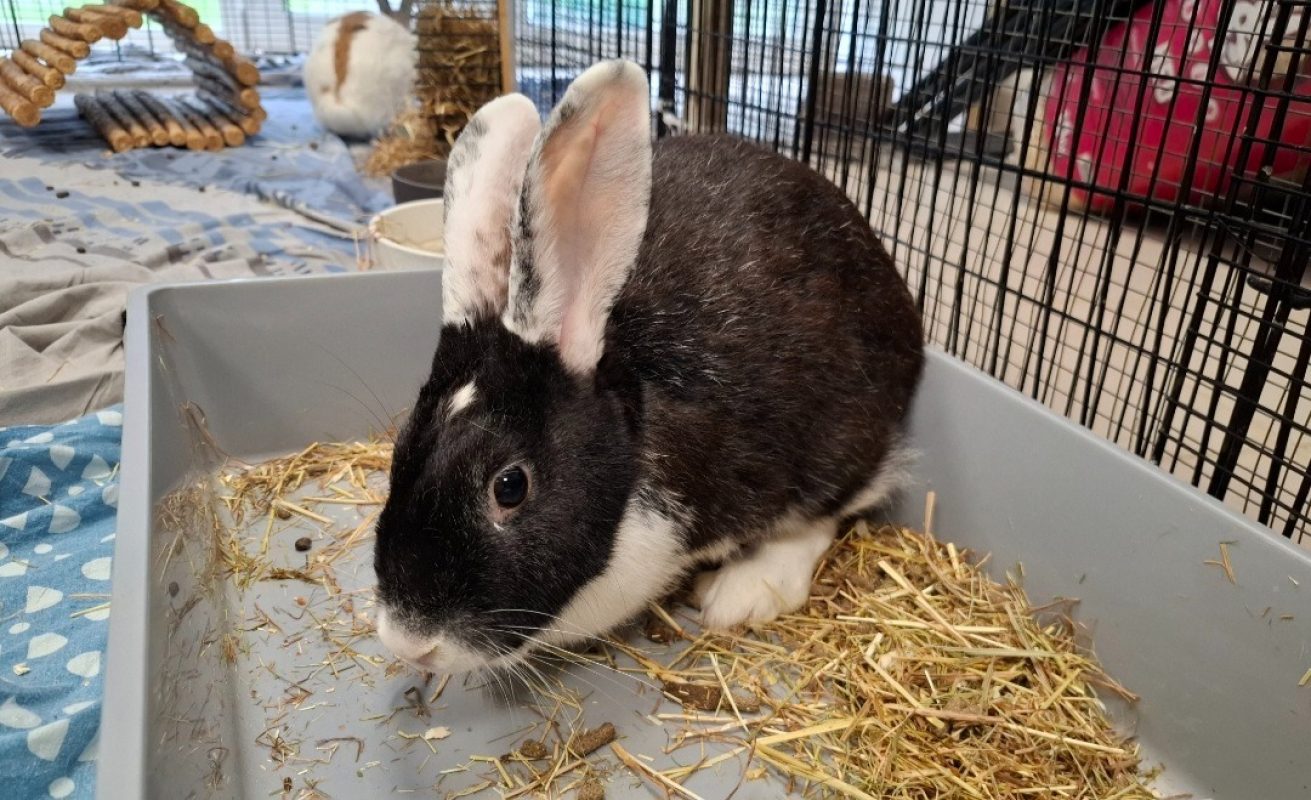 Guimli - Rongeur Lapin à adopter