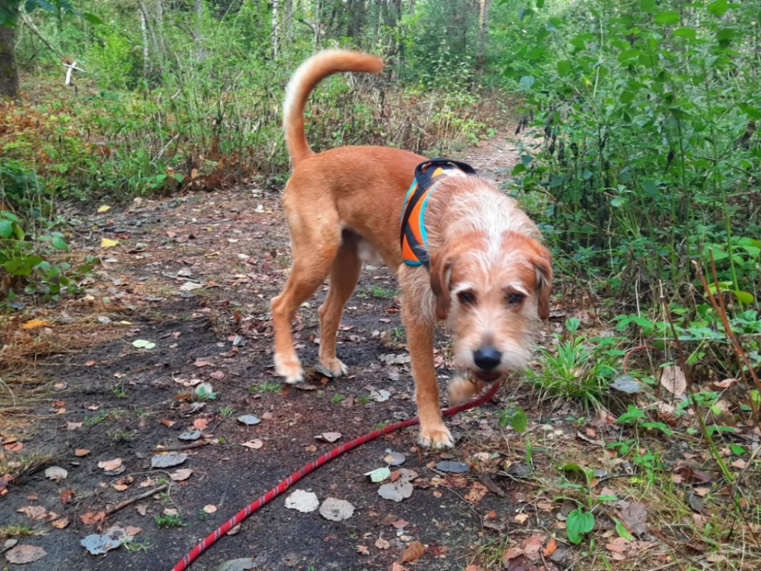 Woody - Chien Briquet Griffon Vendéen à adopter