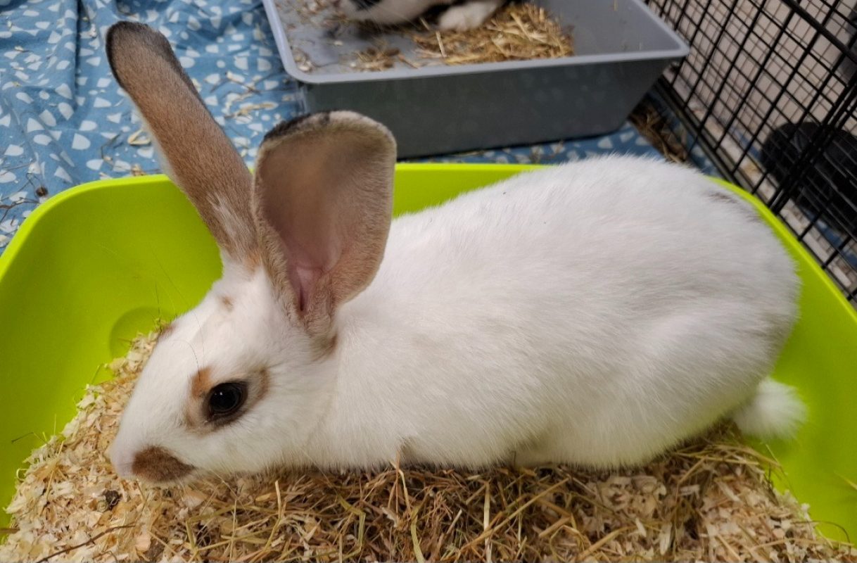 Diantre - Rongeur Lapin à adopter