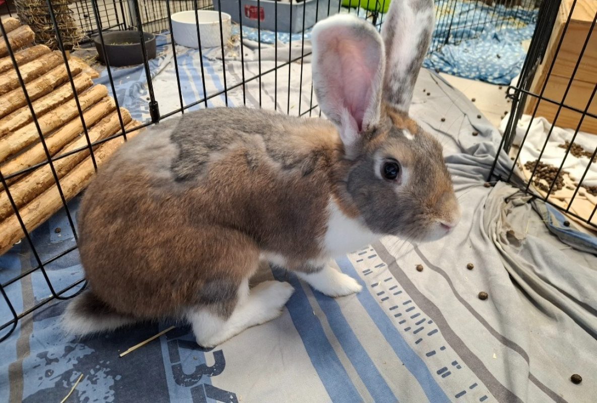 Wallace - Rongeur Lapin à adopter