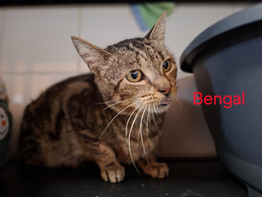 Bengal - Chat Européen à adopter
