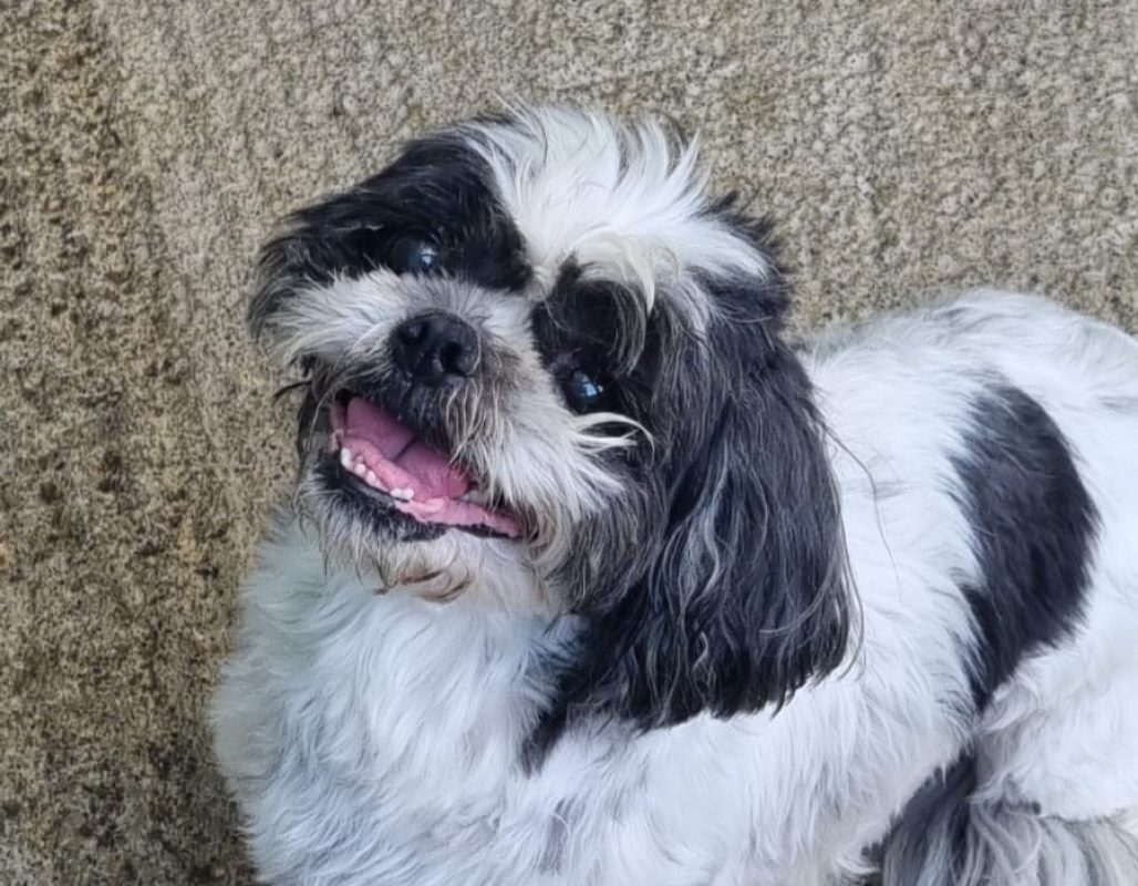 Micky - Chien Shih Tzu à adopter