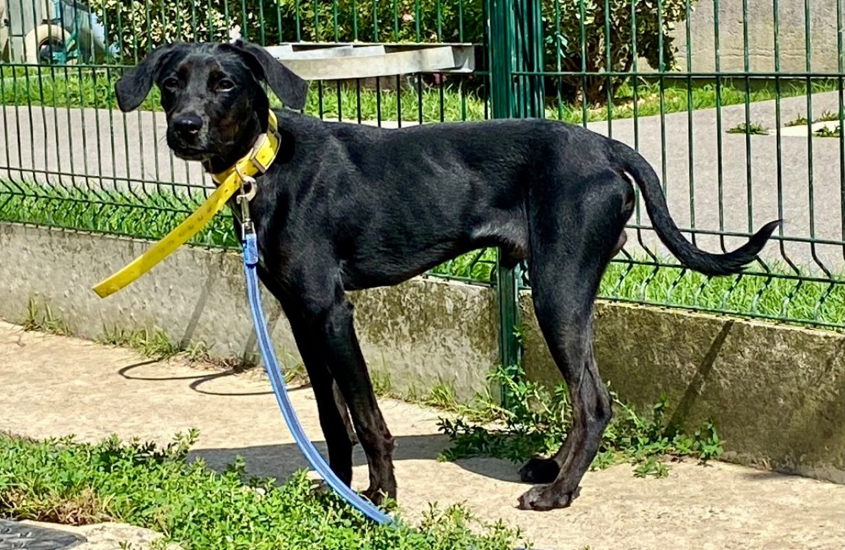 Vegas - Chien à adopter