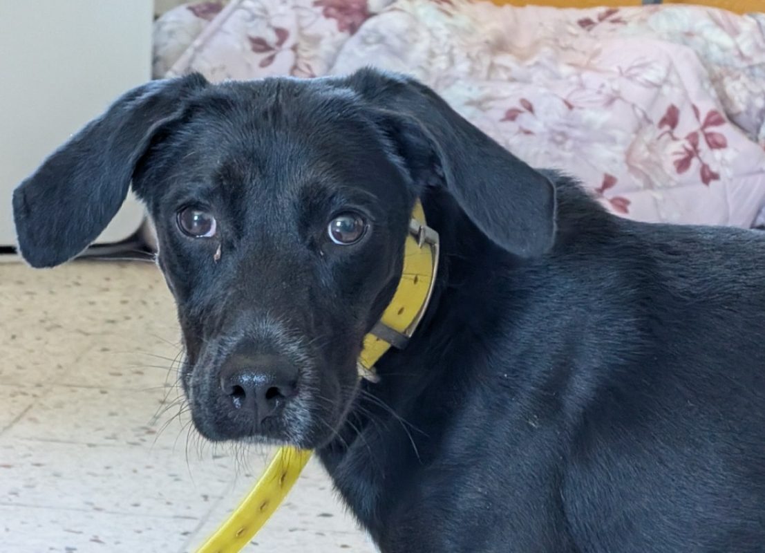 Vegas - Chien à adopter