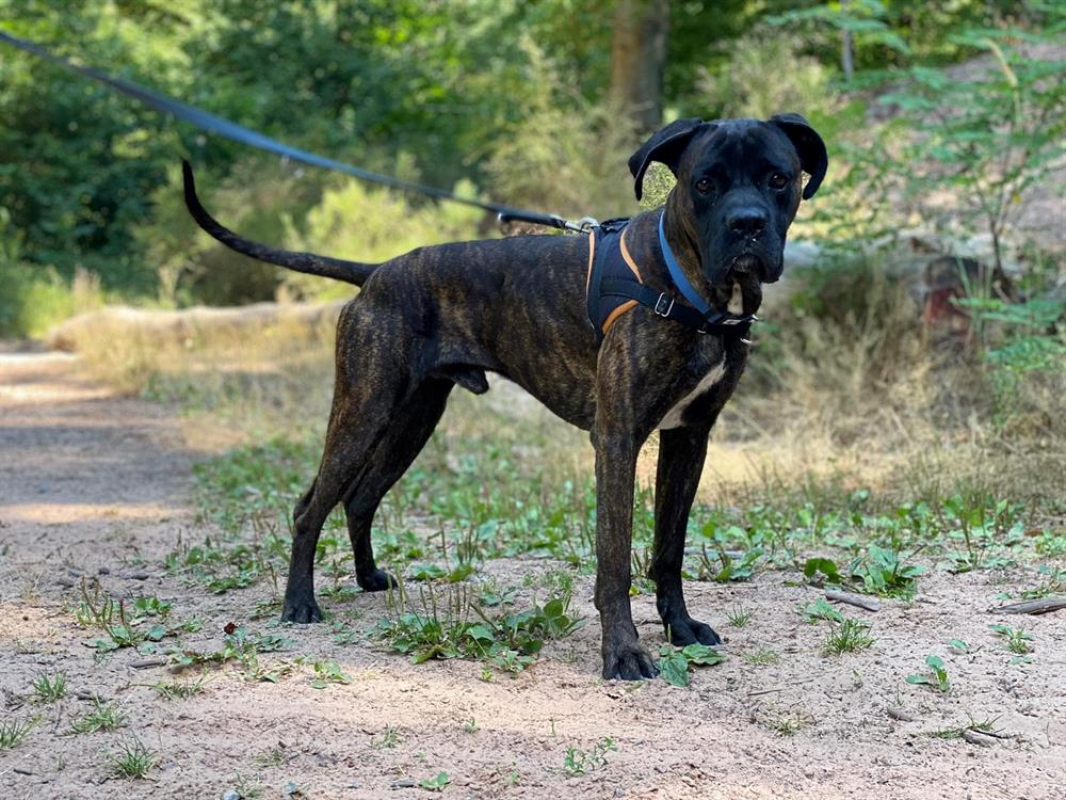 Photo #5 de Odeon réservé