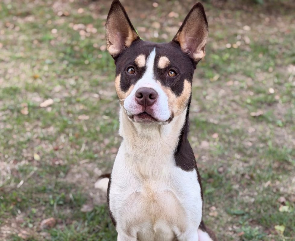 Pinto - Chien à adopter