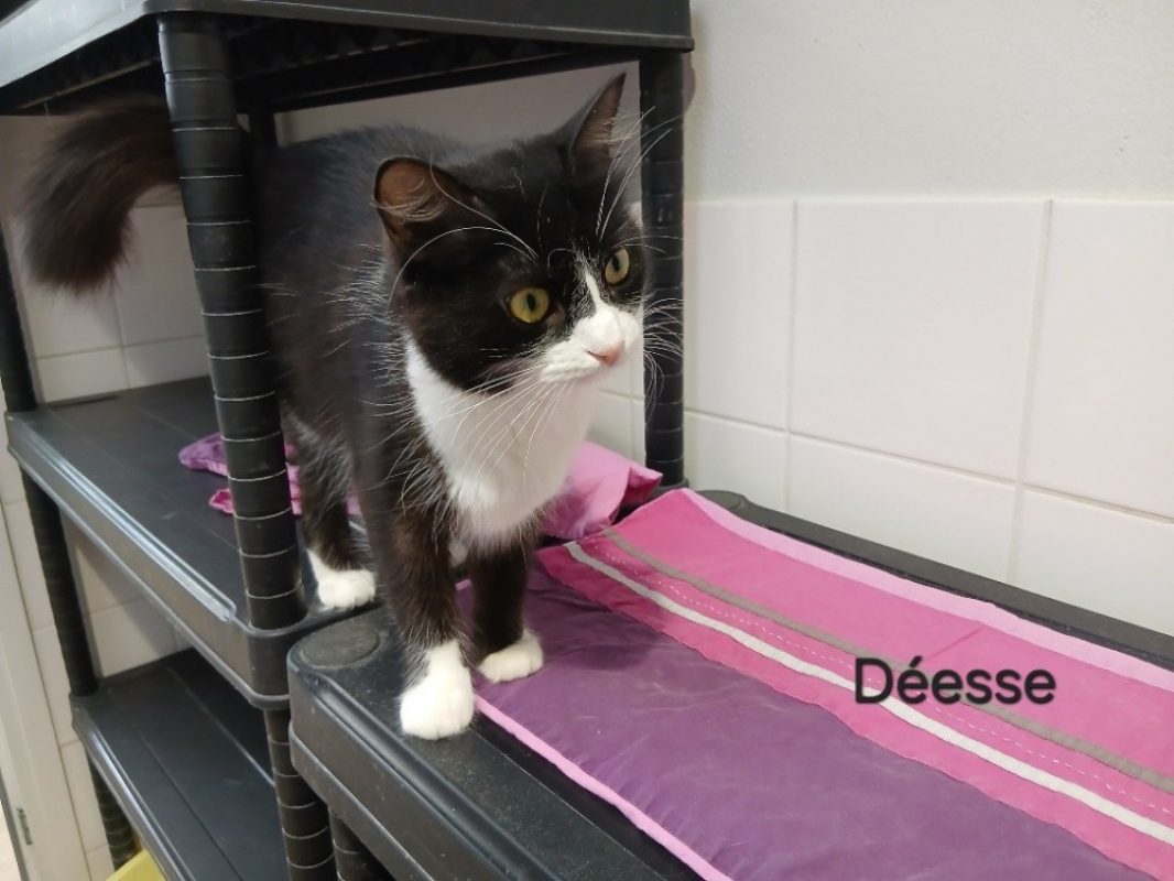 Deesse - Chat Européen à adopter