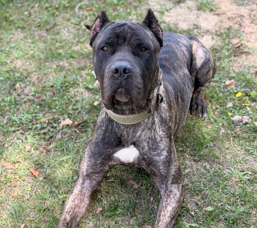 Foolek - Chien Dogo Canario à adopter