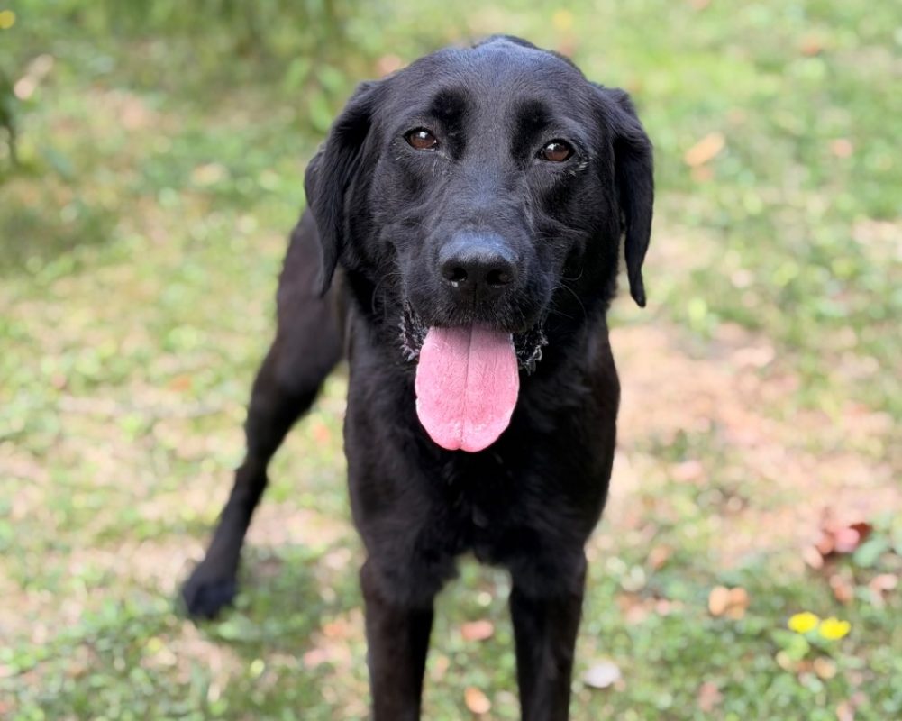 Bilbon - Chien à adopter